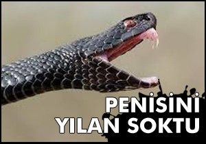 Penisini yılan soktu