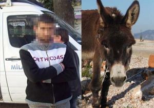 Eşeğe tecavüz iddiasına gözaltı