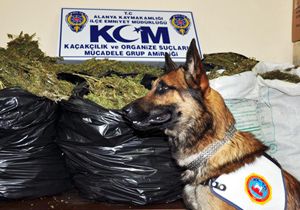 Alanya’da 74 kilo esrar ele geçirildi