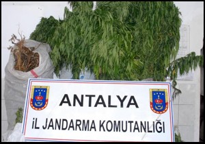 Ormanlık alanda 40 kilo esrar