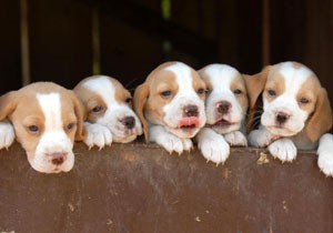 Antalya'da 1899 köpek, 1556 kediye yuva aranıyor