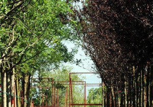 Expo'nun ağaçları geldi