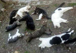 Katliamı yapan o Rus mu?