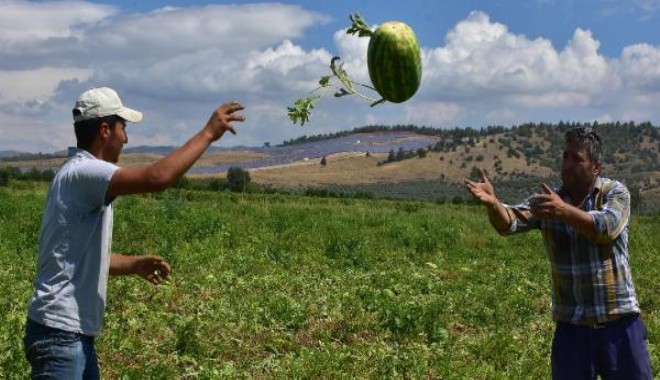 Olumsuz hava şartları karpuz fiyatlarını vurdu