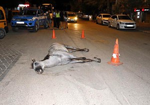 Ölen atı bırakıp kaçan faytoncuya ceza