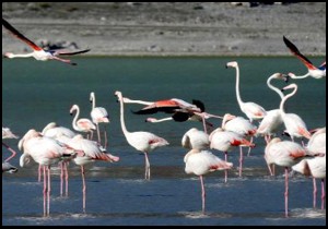 Flamingoların son sığınağı Akgöl