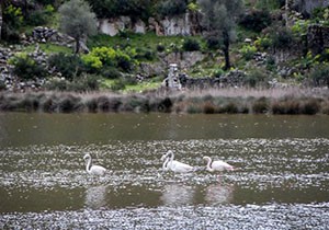 Flamingolar kışı Demre'de geçirdi