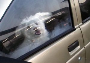 OTOMOBİLDE KÖPEKLERİ BIRAKINCA 