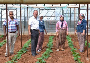 Gazipaşa'da çiftçinin yüzü gülüyor