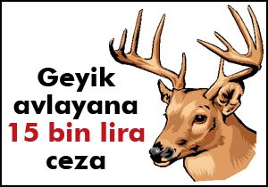 Geyik ve ayı vuranlara ceza