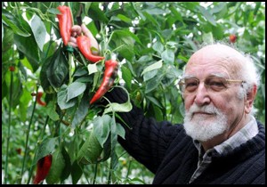 Kırmızı gül yerine kırmızı biber