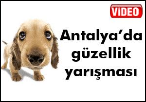 100 köpek birincilik için yarıştı