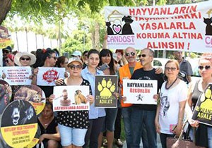 Hayvanseverden yasa tasarısı tepkisi