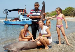 Balıkçı ağına köpekbalığı takıldı