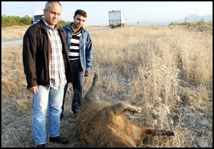 Sürücünün korkusu yaban domuzları