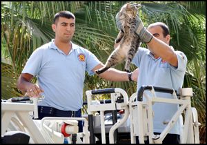 Kedi kurtaran itfaiye ekibi alkışlandı