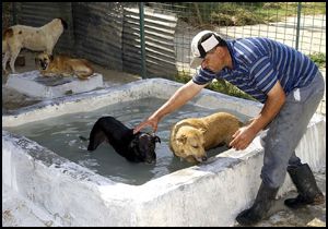 'Köpeğinizi seviyorsanız çok sık yıkamayın'