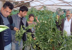 Serik'te hortum seralara zarar verdi