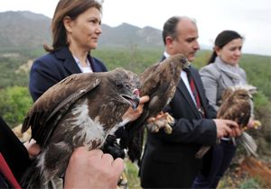 Dört şahin özgürlüğe kanat çırptı