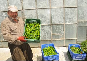 İlaç kalıntısı bulunan 100 kilo biber imha edildi