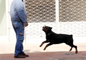 Sahipsiz Rottweiler alarmı