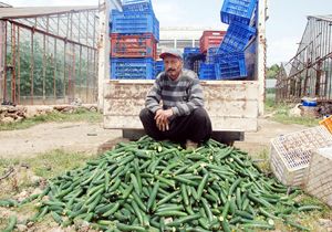 Fiyatı 5 kuruşa düşen salatalığı sokağa döktü