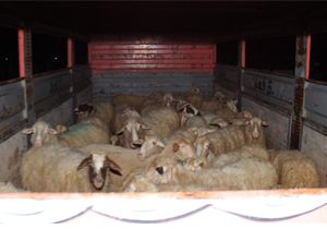 Çaldıkları koyunları kamyonda bırakıp kaçtılar