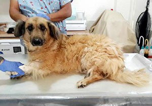 Köpeğin idrar torbasındaki 11 taş ameliyatla alındı