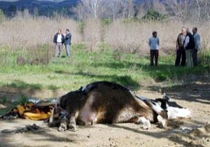 İneğini kurtarmak isterken öldü