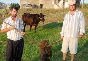 İneğin midesinden 50 kg ip çıktı