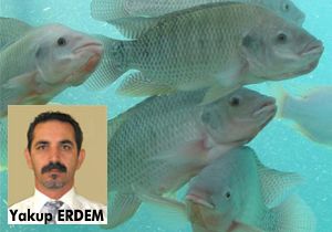 Göllerin korkulu rüyası Antalya menşeili çıktı