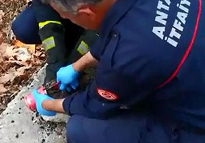 Kafası salça kutusuna sıkışan kediyi itfaiye kurtardı