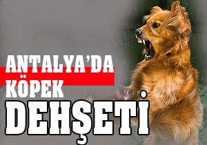 Antalya'da köpek dehşeti
