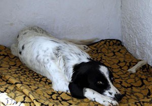 Antalya'dan mide bulandıran haber