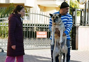 Köpek katliamı devam ediyor