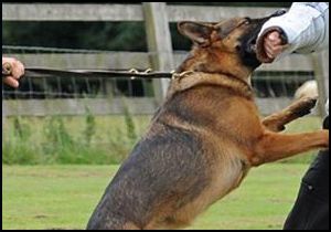 Emanet köpeklere dayaklı eğitim
