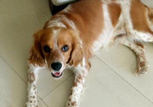 Kayıp köpeğini ilanla arıyor