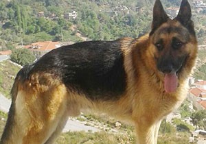 Kayıp köpeği bulana ödül