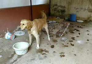 Köpeğin fotoğrafını çekerken tartaklandı