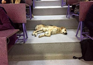 Sokak köpeği soğuk havada amfide uyudu