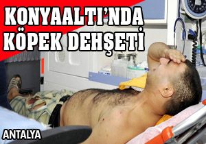 Konyaaltı'nda köpek dehşeti
