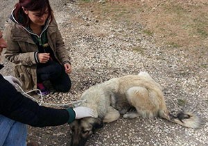 Başıboş köpekler toplandı