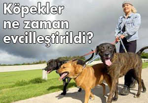 Köpekler ne zaman evcilleştirildi ?