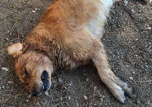 Korkuteli'de köpekler zehirlenerek öldürüldü
