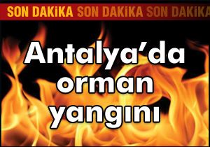 Kaş'taki orman yangınında 8 hektar kül oldu
