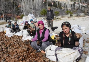 Sedir kozalağı kadınların ellerinde fidana dönüşüyor