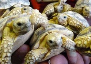Salcuta cinsi kaplumbağanın 45 yavrusu oldu