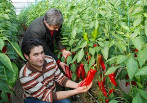 Rekortmen kapya biber