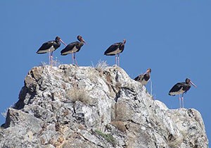 Kara leylekler Afrika'ya dönüyor