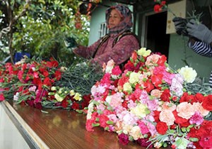Türkiye'nin ilk yerli karanfili 'Likya'